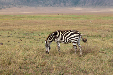 Fototapeta na wymiar Zebra walking during safari in the Ngorongoro crater in Tanzania
