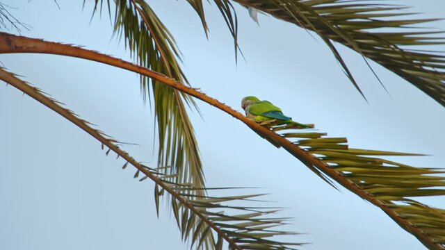 Green parrot sits on a palm tree and flies away