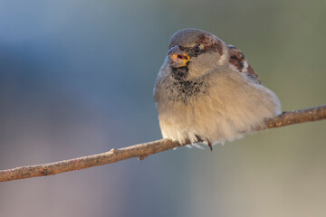 Wróbel zwyczajny, wróbel domowy (Passer domesticus) – House sparrow