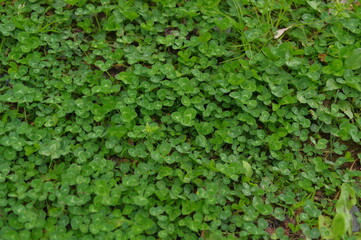 Obraz premium 木と緑のある風景