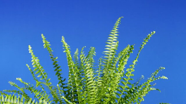 Fern Top Closeup On Bluescreen For Compositing