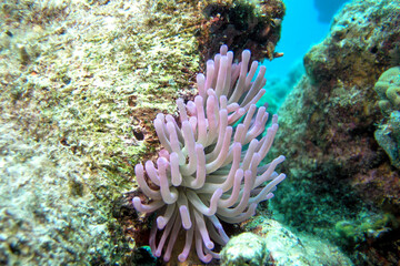 Naklejka na ściany i meble Purple sea anemones water-dwelling, predatory animals of the order Actiniaria