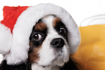 A Cavalier King Charles spaniel dog in a New Year's hat on the background of a yellow paper bag highlighted on a white background. The concept of New Year and Christmas.