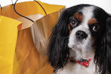 A Cavalier King Charles spaniel dog with a beautiful butterfly on his chest against a yellow paper...