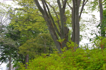 木と緑のある風景