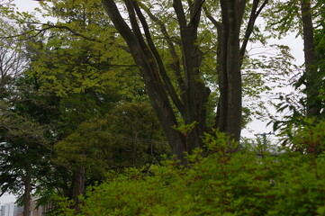 Obraz premium 木と緑のある風景