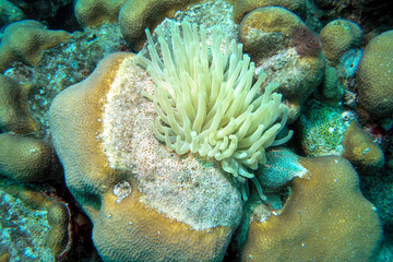 Yellow sea anemones water-dwelling, predatory animals of the order Actiniaria