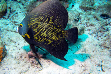 Fototapeta na wymiar French Angelfish pomacanthus paru swimming over the coral