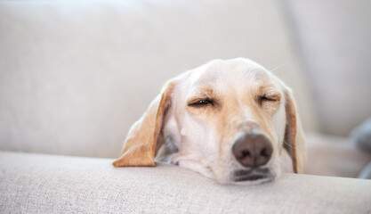 portrait of a dog, sleeping on the sofa, with closed eyes leaning comfortable on the couch with focus on the head of the white dog 