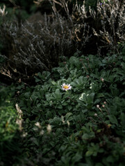 flowers in the forest