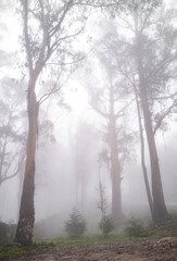 Fototapeta na wymiar Arboles entre niebla espesa 