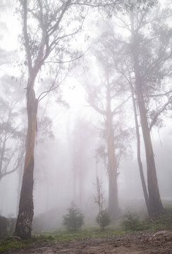 Arboles entre niebla espesa © Roque Sánchez