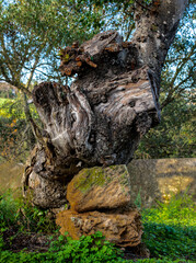 old tree trunk supported by two stones, the perfect harmony and support 