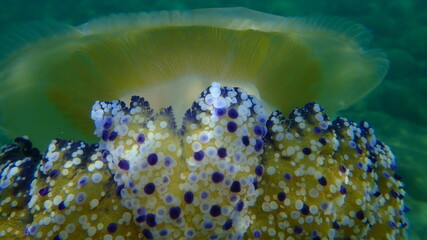 Mediterranean jellyfish or fried egg jellyfish, Mediterranean jelly (Cotylorhiza tuberculata) extreme close-up undersea, Aegean Sea, Greece, Halkidiki