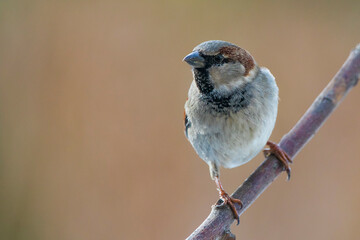 Wróbel zwyczajny, wróbel domowy (Passer domesticus) – House sparrow