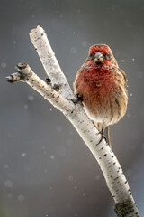 songbird on the branch in winter