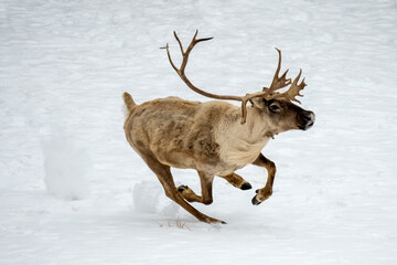 galluping  reindeer.  winter wildlife in  snow