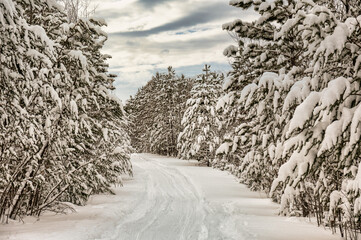 Obraz premium landscape with snow covered trees