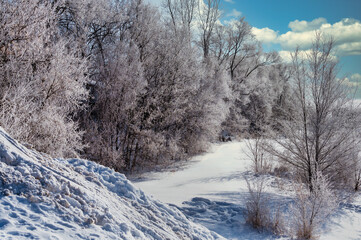 winter landscape with trees