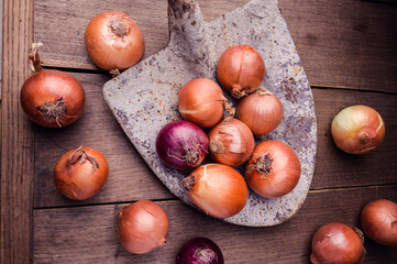 Onion bulbs on a shovel and around after harvesting, on a wooden board in a dark background and environment. High quality photo