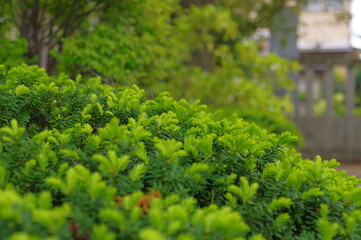 木と緑のある風景