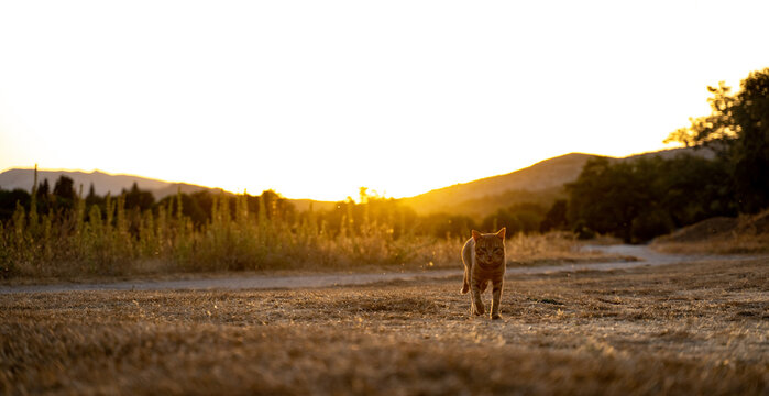 Gato con puesta de sol 