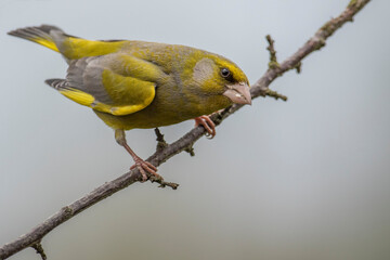 Dzwoniec zwyczajny, dzwoniec(Chloris chloris) – European greenfinch