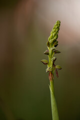 Orquideas flores coloridas