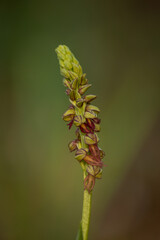Orquideas flores coloridas