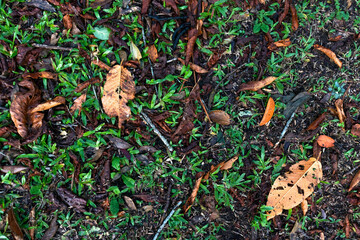 Dried leaves on grassy and wet rainforest soil, Tres Picos State Park, Teresópolis city, Rio de Janeiro state, Brazil