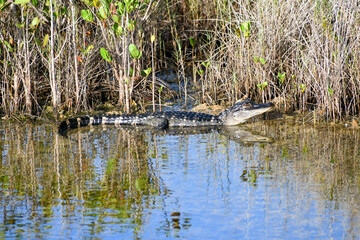 Naklejka na ściany i meble Alligator in the Merritt Island National Wildlife Refuge, Florida