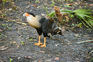 Crested caracara in the Brevard zoo in Florida