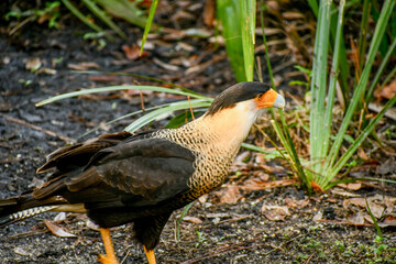 Crested caracara in the Brevard zoo in Florida