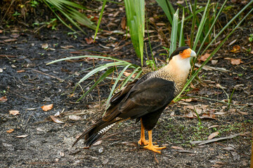 Crested caracara in the Brevard zoo in Florida