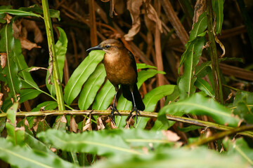A female boat trail grackle perched in a bush