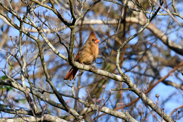 Female cardinal in a Knoxville, Tennessee backyard