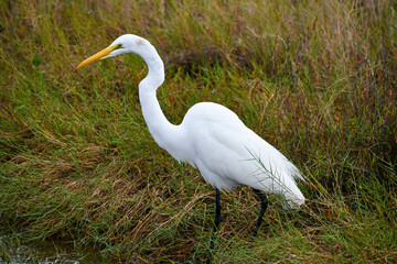 Great egret in the Merritt Island National Wildlife Refuge, Florida