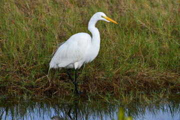 Great egret in the Merritt Island National Wildlife Refuge, Florida
