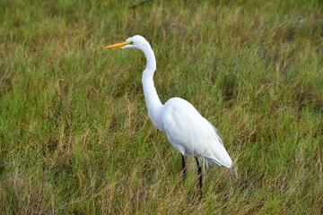 Fototapeta premium Great egret in the Merritt Island National Wildlife Refuge, Florida
