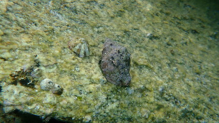 Southern oyster drill or Redmouthed rocksnail (Stramonita haemastoma) undersea, Aegean Sea, Greece, Halkidiki

