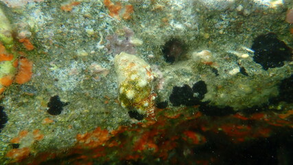 Fototapeta premium Southern oyster drill or Redmouthed rocksnail (Stramonita haemastoma) undersea, Aegean Sea, Greece, Halkidiki 