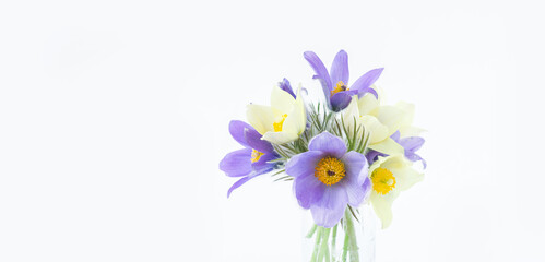 A bouquet of spring flowers, snowdrop or lumbago on light background. Copy space horizontal frame
