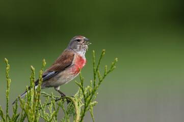 Makolągwa zwyczajna, makolągwa(Linaria cannabina) –Common linnet 