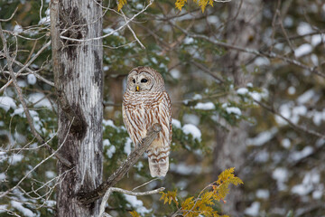 Barred owl in snowy perch