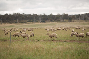 Obraz na płótnie Canvas Sheep in Paddock