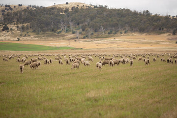 Sheep in Paddock