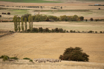 Fototapeta na wymiar Sheep in Paddock