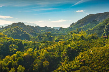 Prosecco Hills hogback, vineyards landscape. Unesco Site. Veneto, Italy