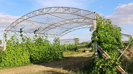Metal pergola with ivy plants. Closeup of metal frame with plants for outdoor climbing on beautiful...