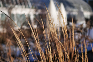 Fototapeta premium Tall long brown reeds against a building on chilly cold winter afternoon